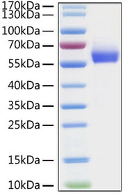 Recombinant HCoV-OC43 Hemagglutinin esterase/HE Protein