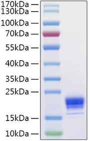 Recombinant Human IL-5 Protein