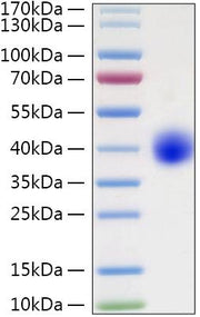 Recombinant Human LILRA5/ILT-11/CD85f Protein