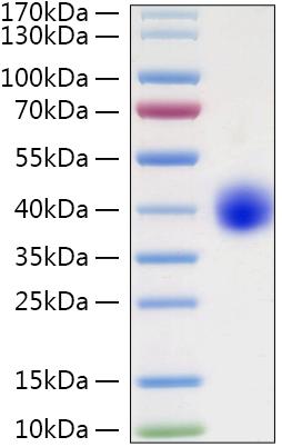 Recombinant Human LILRA5/ILT-11/CD85f Protein