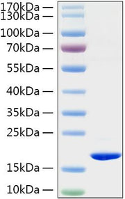Recombinant Rat TNF-alpha Protein