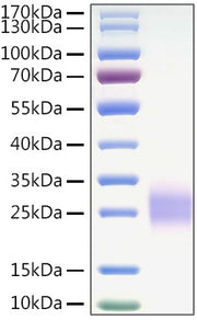 Recombinant Mouse CTLA-4/CD152 Protein