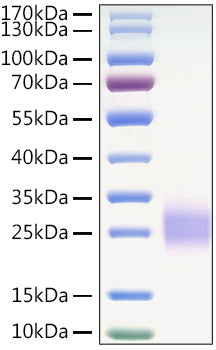 Recombinant Mouse CTLA-4/CD152 Protein