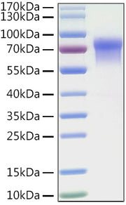 Recombinant Human LILRB1/ILT-2/CD85j Protein