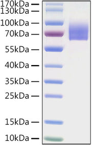 Recombinant Human LILRA2/ILT-1/CD85h Protein