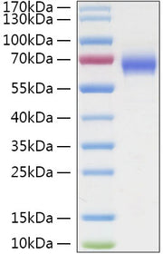 Recombinant Human LILRA3/ILT-6/CD85e Protein