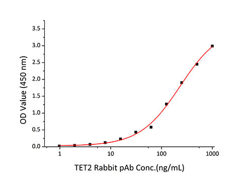 Recombinant Human TET2 Protein