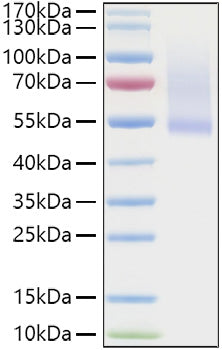 Recombinant Human Decorin/PG-S2/DCN Protein