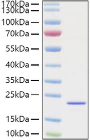 Recombinant Mouse FGF-2/bFGF Protein