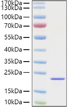 Recombinant Mouse FGF-2/bFGF Protein