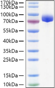 Recombinant Human APLP-1 Protein