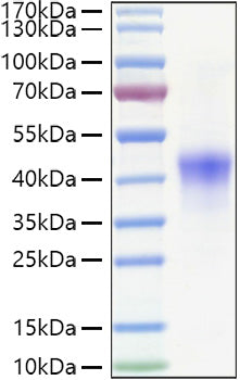 Recombinant Human TNFRSF4/OX40/CD134 Protein