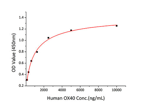 Recombinant Human TNFRSF4/OX40/CD134 Protein