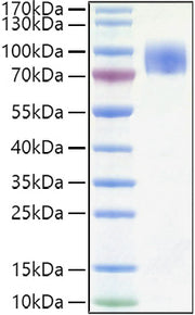 Recombinant Human CD200R1 Protein