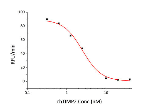 Recombinant Human TIMP-2 Protein