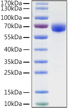 Recombinant Human B7-H3/CD276 Protein