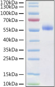 Recombinant Human Frizzled-4/FZD4/CD344 Protein