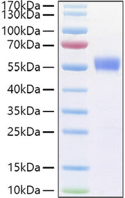 Recombinant Human B29/CD79B Protein