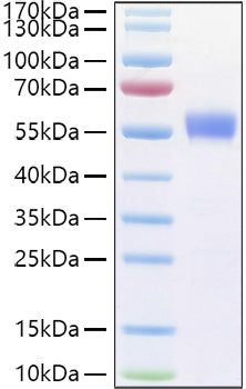 Recombinant Human B29/CD79B Protein