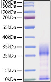 Recombinant Mouse IL-3 Protein