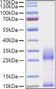 Recombinant Mouse IL-3 Protein