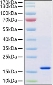 Recombinant Human REG-4 Protein