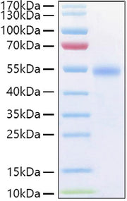 Recombinant Human TNFRSF18/GITR/CD357 Protein
