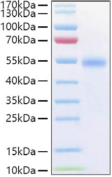 Recombinant Human TNFRSF18/GITR/CD357 Protein