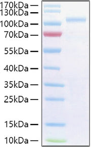 Recombinant Human Semaphorin-3G/SEMA3G Protein
