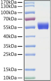 Recombinant Human ICOS/CD278 Protein