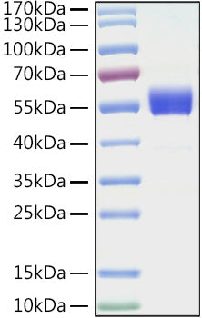 Recombinant Human ICOS/CD278 Protein