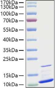 Recombinant Human CXCL3/GRO-gamma/MIP2-beta Protein