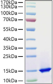 Recombinant Mouse Complement C3 Protein