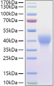 Recombinant Mouse Leukemia inhibitory factor/LIF Protein