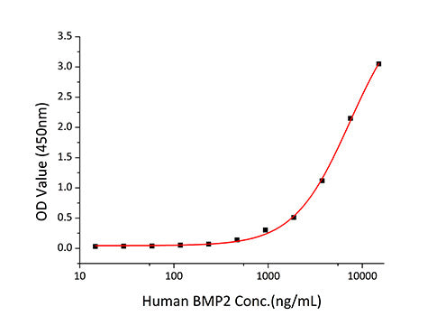 Recombinant Human BMPR-2 Protein