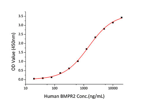 Recombinant Human BMPR-2 Protein