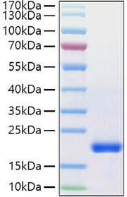 Recombinant Human VEGF-D/FIGF Protein