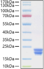 Recombinant Human IFN-alpha 2 Protein