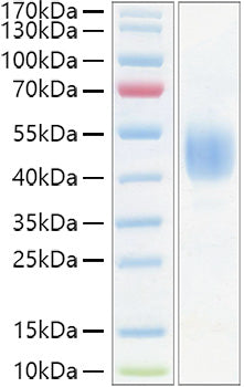 Recombinant Mouse CD24 Protein