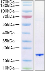 Recombinant Human FGF-6 Protein