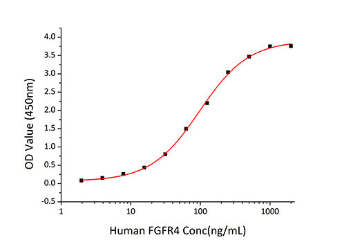 Recombinant Human FGF-6 Protein