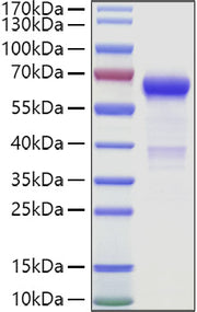 Recombinant Human VSIG3/IgSF11 Protein