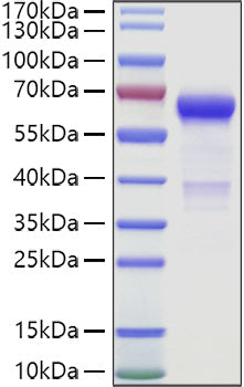 Recombinant Human VSIG3/IgSF11 Protein