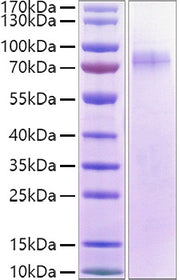 Recombinant Human LILRA1/LIR-6/CD85i Protein