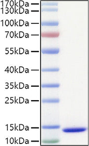 Recombinant Human Mature TGF-beta 1 Protein