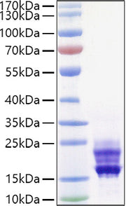 Recombinant Mouse IL-17A/CTLA-8 Protein