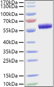 Recombinant Mouse Apolipoprotein A-I/APOA1 Protein