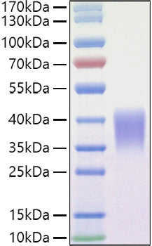 Recombinant Mouse Ephrin-B2/EFNB2 Protein