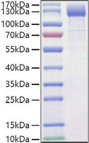 Recombinant Mouse VEGFR-2/KDR/CD309 Protein