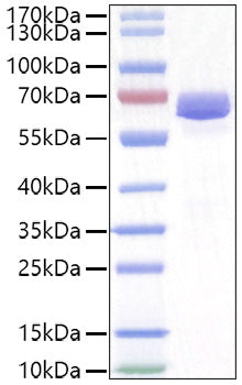 Recombinant Mouse EphA2/ECK Protein